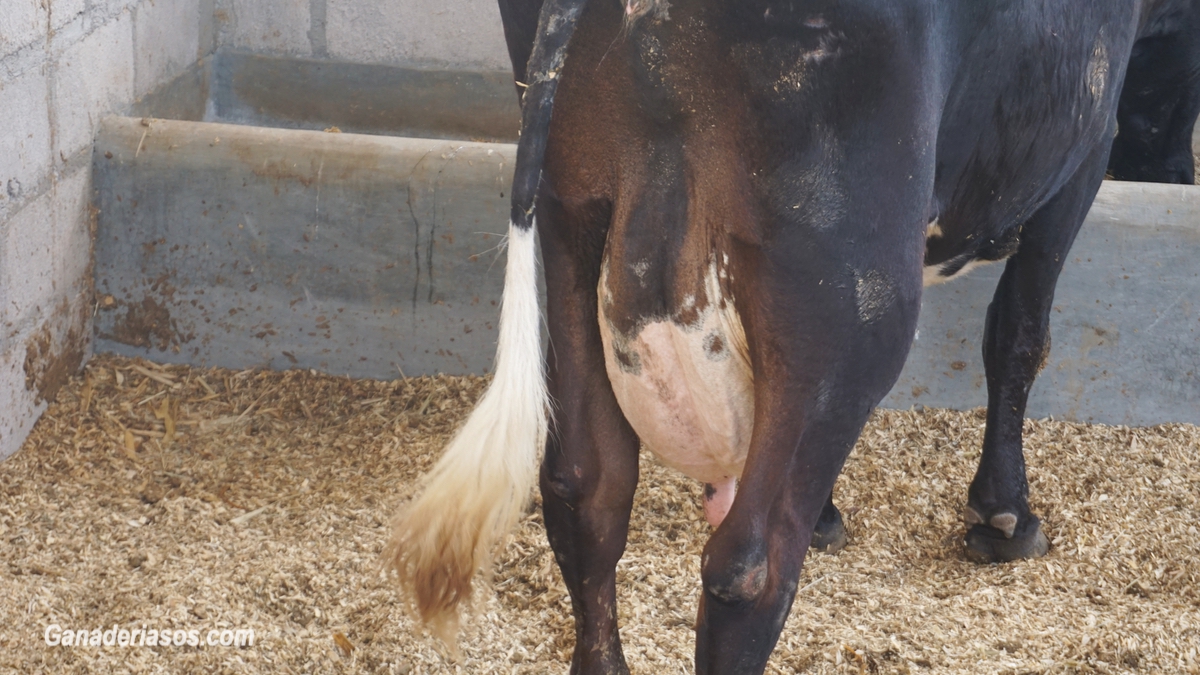 ESTRATEGIAS NUTRICIONALES PARA MANIPULAR LA GRASA DE LA LECHE