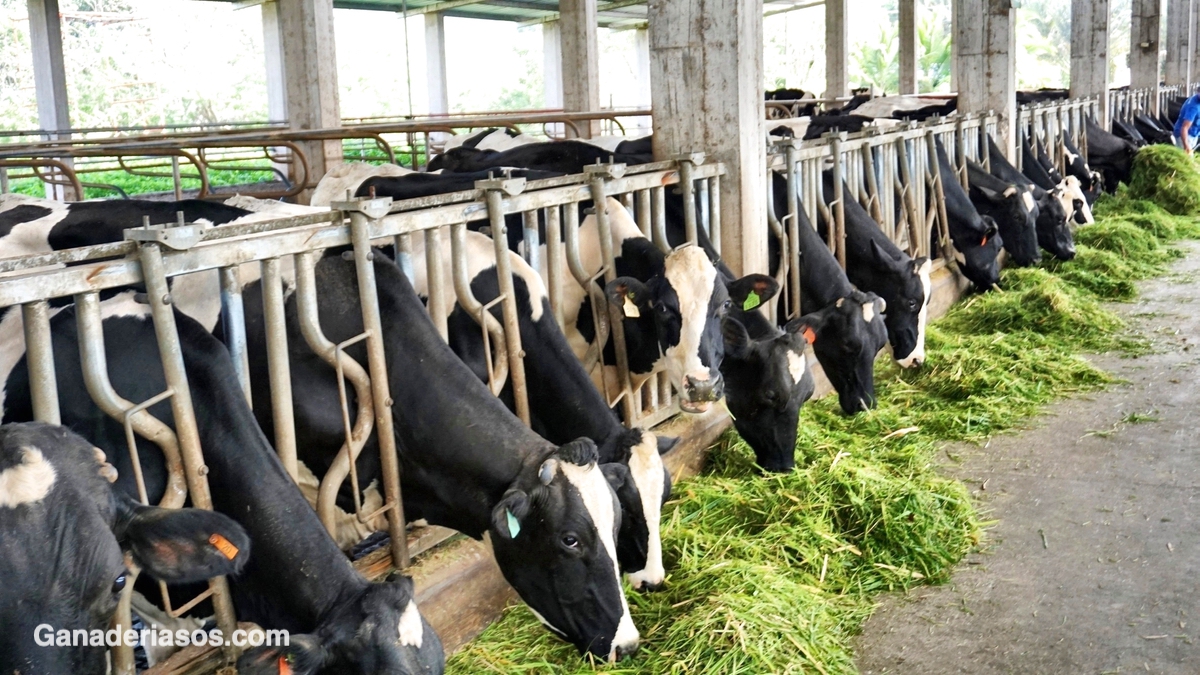 MONITOREANDO LA VACA EN TRANSICIÓN