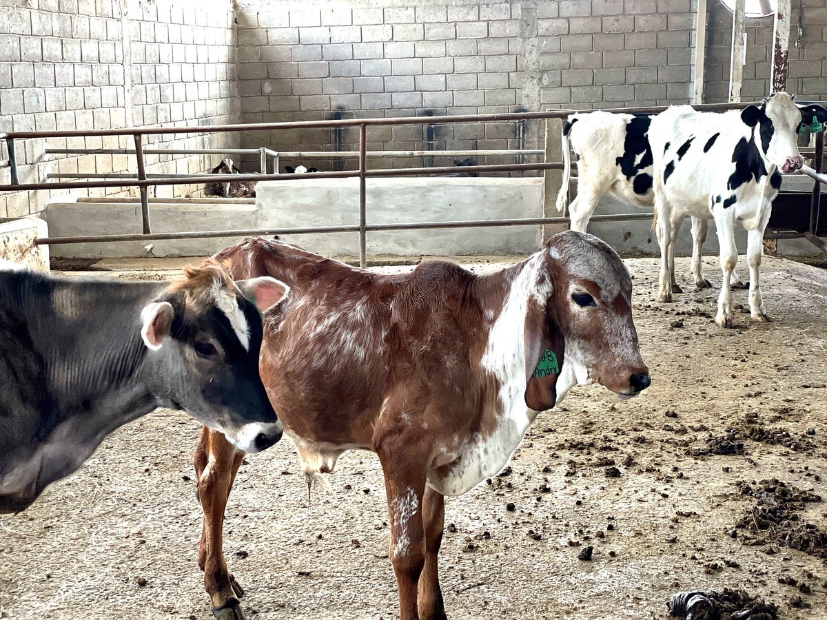 NUEVOS AVANCES EN LA RECEPCIÓN DE GANADO EN FEEDLOT