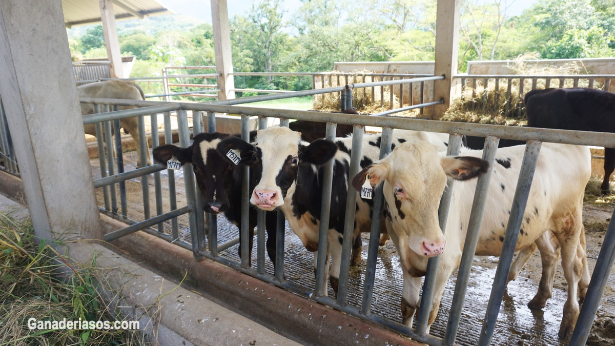 CAUSAS Y TRATAMIENTOS DE LA INFERTILIDAD EN LA VACA  LECHERA