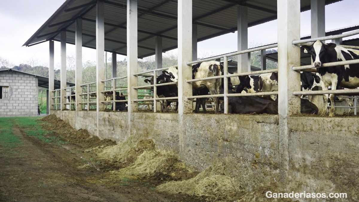 REQUERIMIENTOS DE NUTRIENTES   SEGÚN ESTADO FISIOLÓGICO  EN BOVINOS DE LECHE