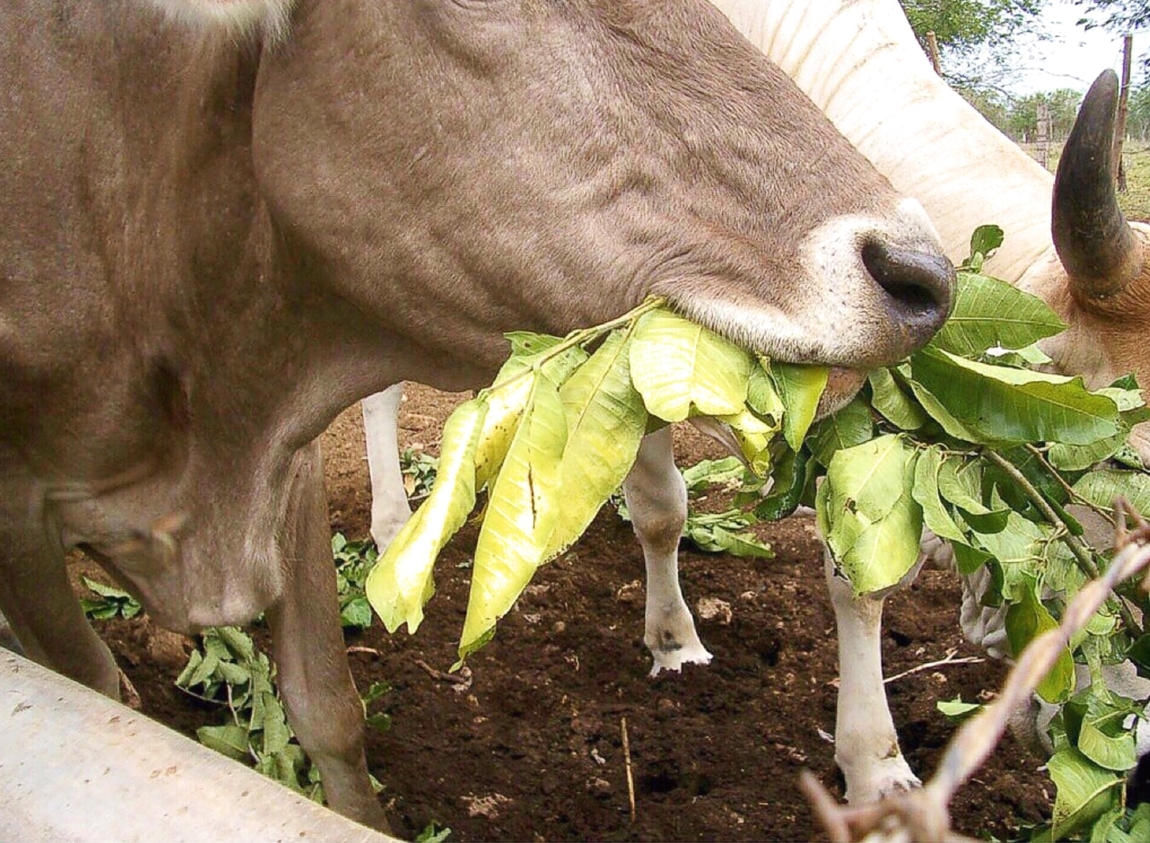 DEFENDIENDO LA CALIDAD DE LA LECHE EN LA ORDEÑA