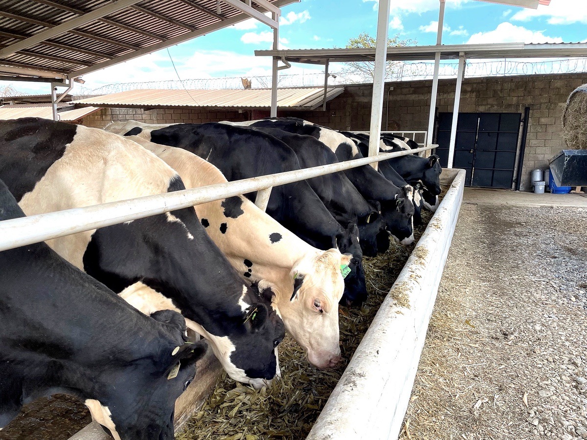 REGULACIÓN EPIGENÉTICA DE LA PRODUCCIÓN EN VACAS LECHERAS