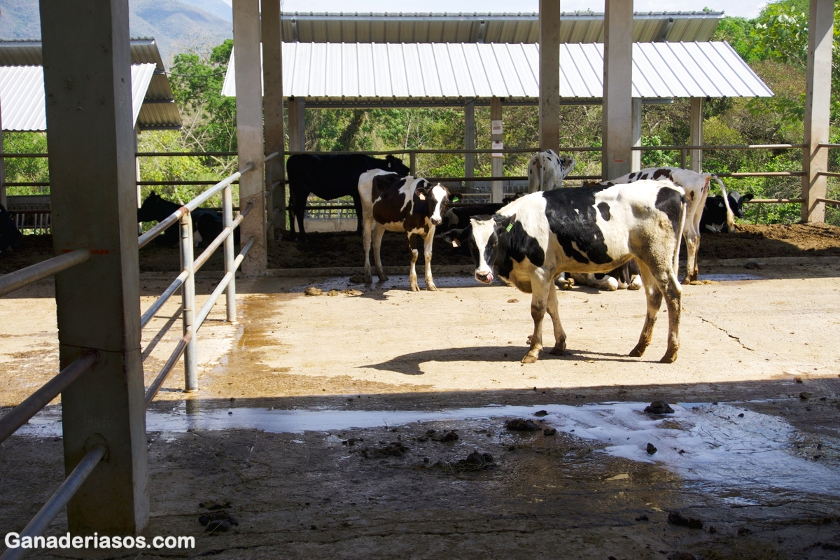 EL ARTE DE ENTENDER LAS VACAS