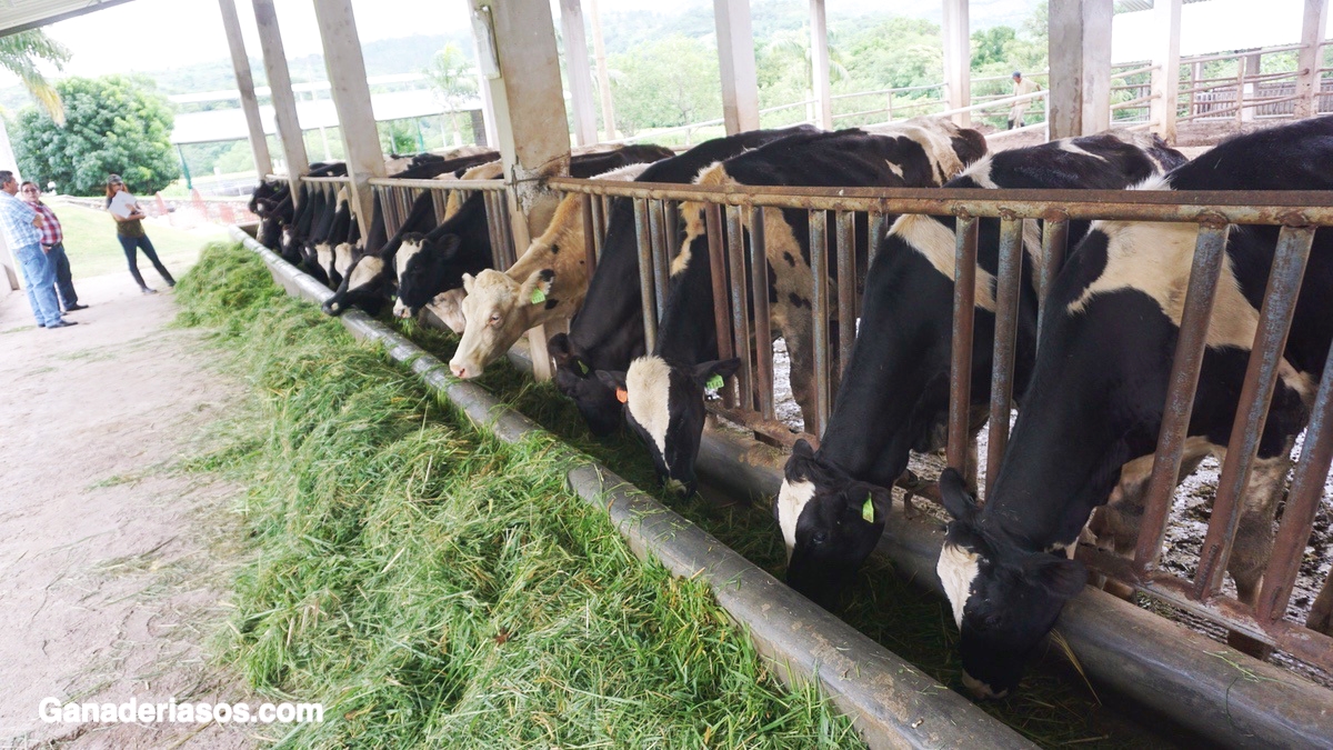 IMPORTANCIA Y CONSECUENCIA DE LA NUTRICIÓN MATERNA DURANTE LA GESTACIÓN PARA EL FUTURO REPRODUCTIVO DE SU DESCENDENCIA