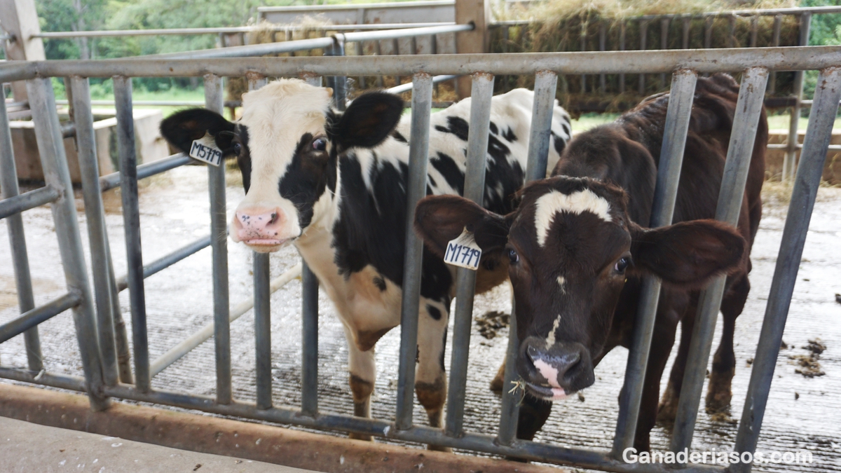 ESTRATEGIAS NUTRICIONALES PARA MANIPULAR LA PROTEINA DE LA LECHE