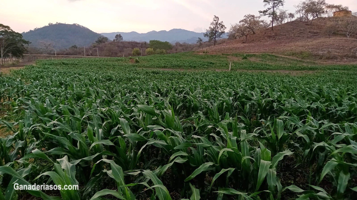 OPCIONES AL GRANO DE MAÍZ PARA SUPLEMENTAR