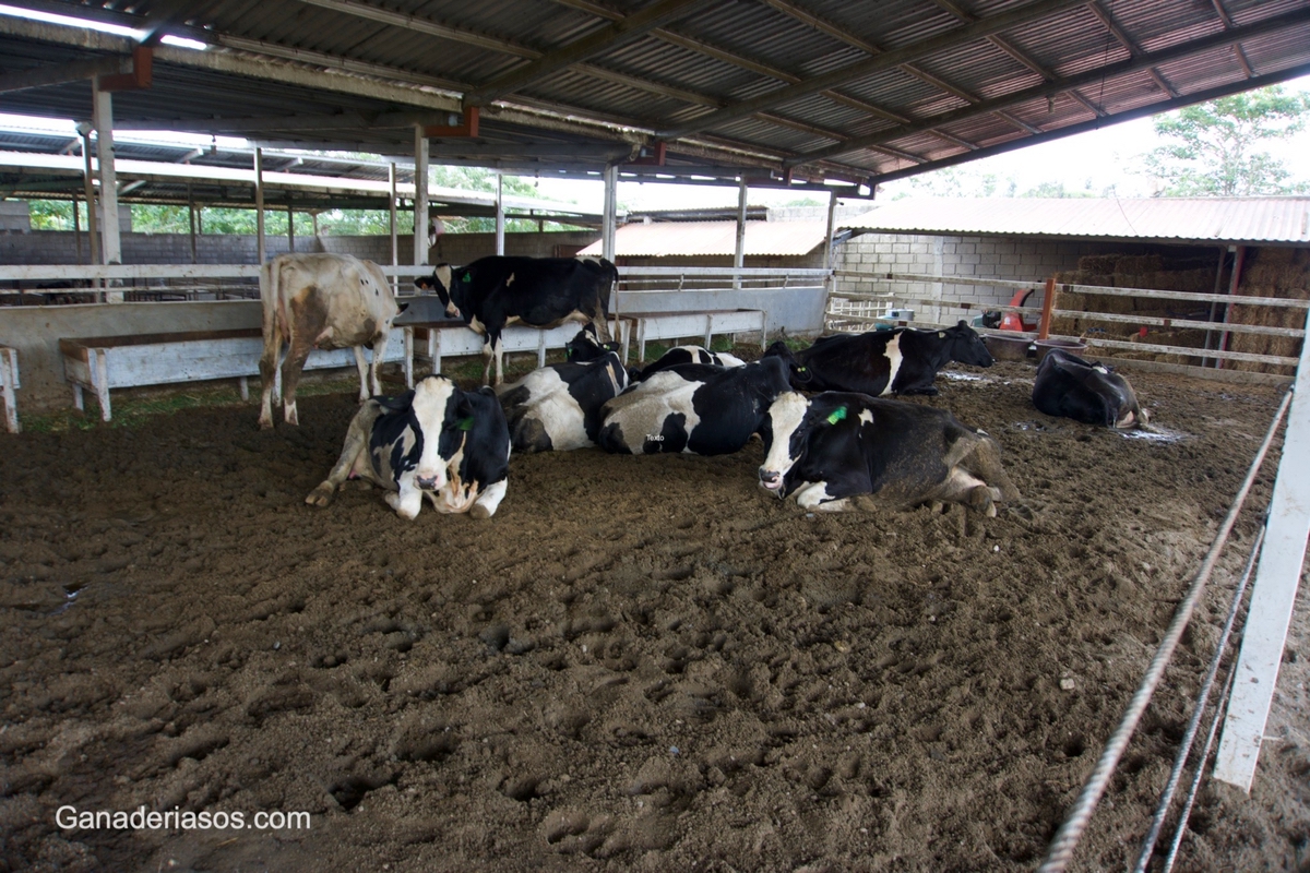 ASPECTOS GENERALES DE LA MICROBIOLOGIA DEL RUMEN