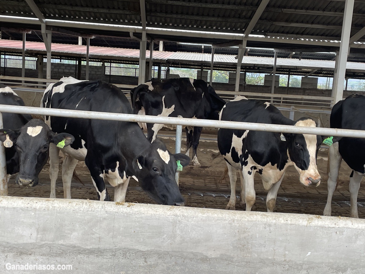 ¿POR QUÉ BAJAN LAS DEFENSAS DE LAS VACAS EN TRANSICIÓN?