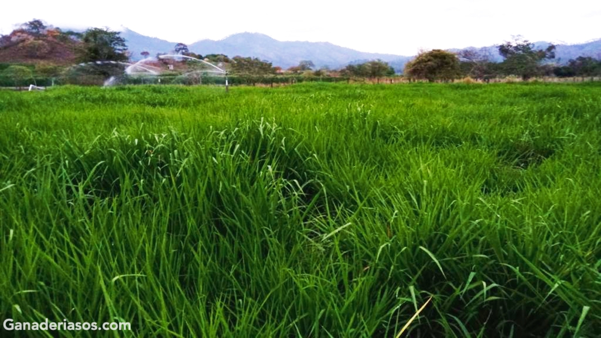 CARACTERISTICAS DEL PASTO MOMBAZA