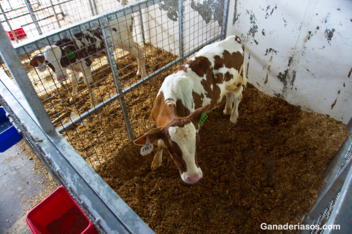 COMPARACIONES ECONÓMICAS DE LA INSEMINACIÓN ARTIFICIAL vs LA MONTA NATURAL PARA HATOS DE GANADO DE CARNE