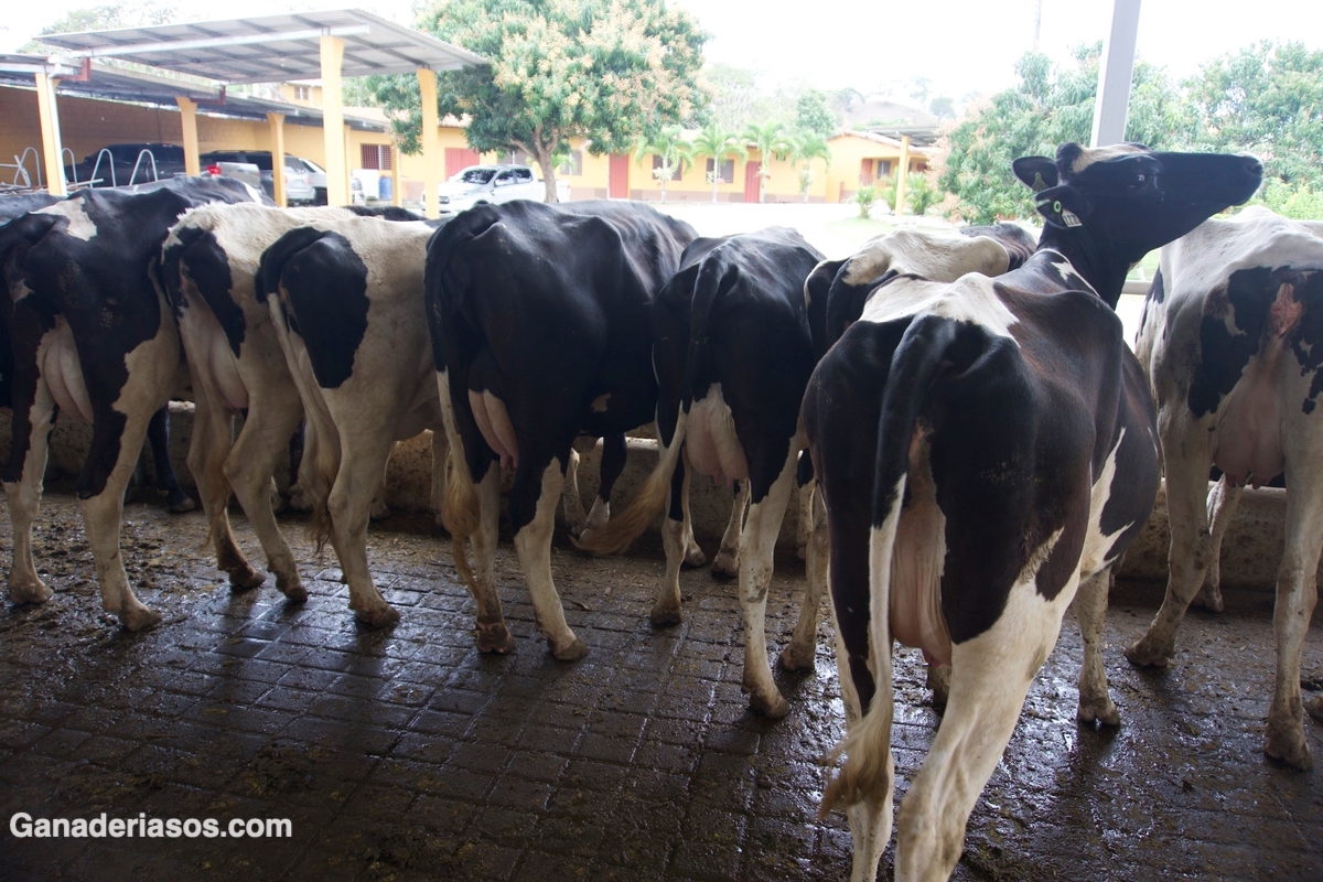 CARTILLA DESCRIPTIVA DEL GRADO DE CONDICIÓN CORPORAL EN VACAS DE CRÍA