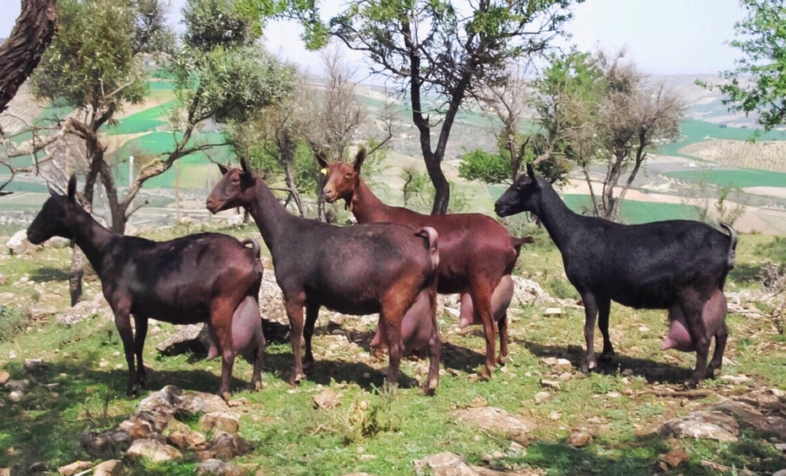 BETAÍNA Y CALIDAD DE LECHE EN CABRAS MURCIANO-GRANADINAS