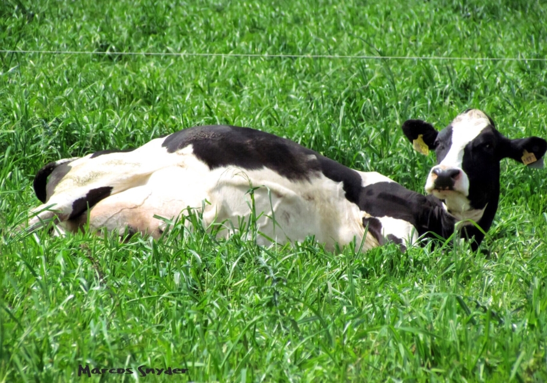 DOSSIER: ESTRÉS POR CALOR EN VACAS DE LECHE