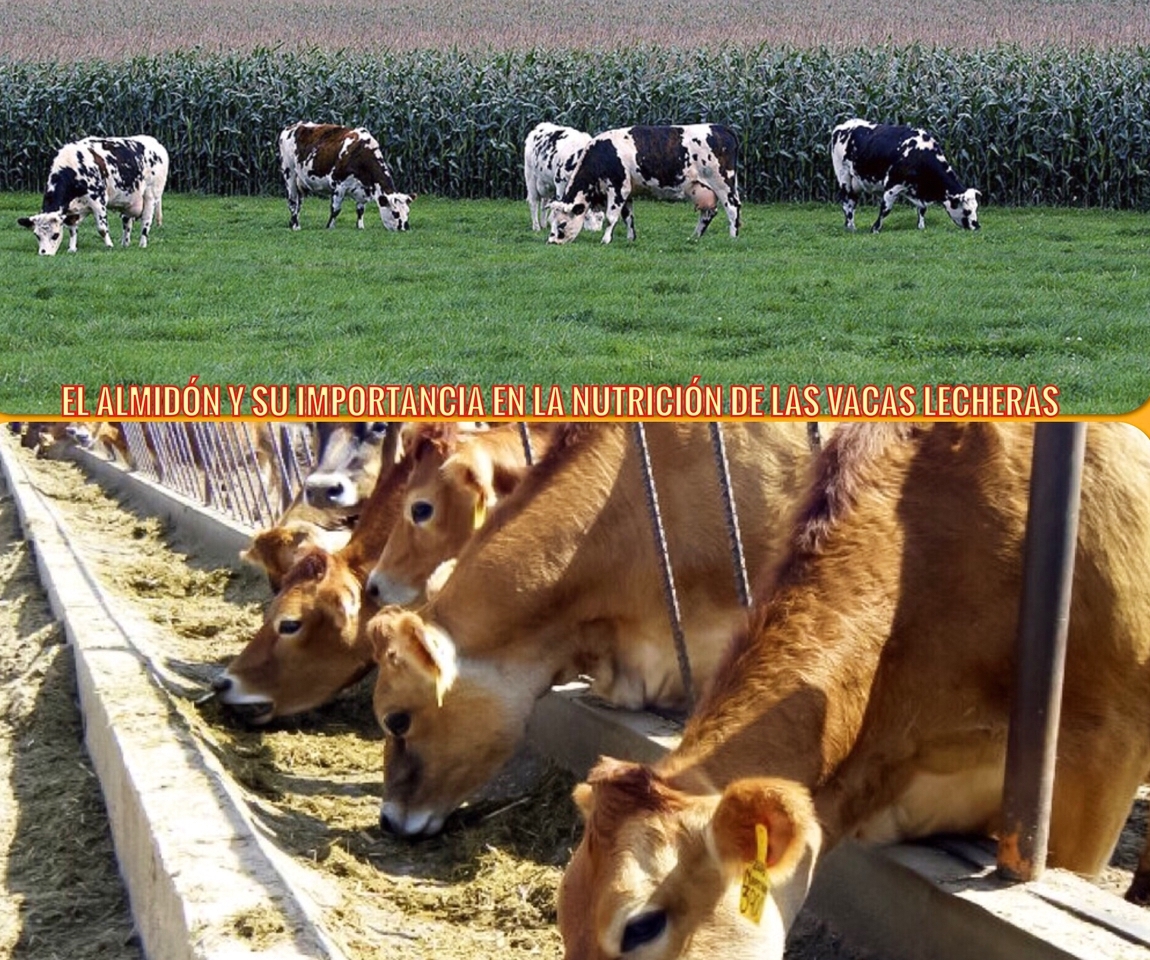 EL ALMIDÓN Y SU IMPORTANCIA EN LA NUTRICIÓN DE LAS VACAS LECHERAS