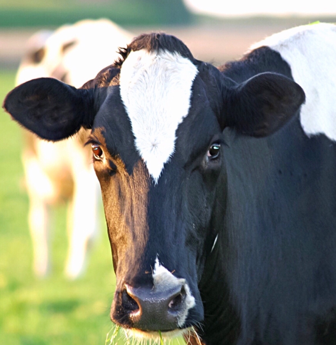 ALIMENTACIÓN DE LA VACA SECA