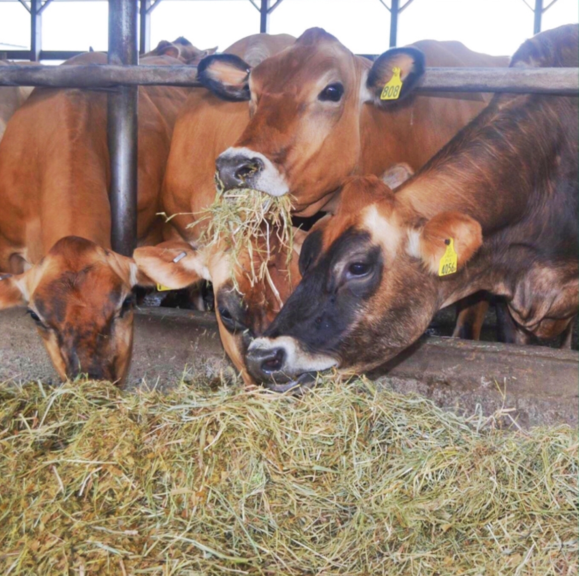 NUEVOS AVANCES EN NUTRICIÓN DE VACAS LECHERAS EN ESTRÉS CALÓRICO