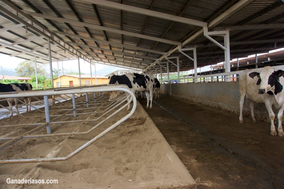 MANEJO NUTRICIONAL DE LA VACA LECHERA BAJO USO SOMATROFINA BOVINA DURANTE LA LACTANCIA