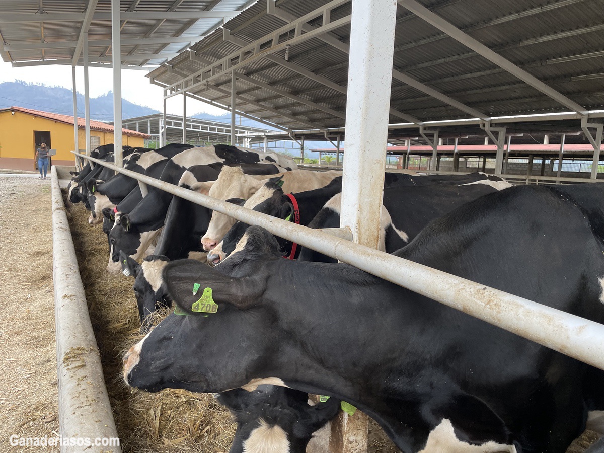 ¿QUE LE ESTÁN DICIENDO SUS VACAS LECHERAS SOBRE SU PROGRAMA DE NUTRICIÓN?