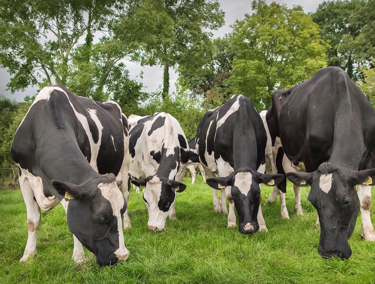 FIBRA EN LA DIETA DE VACAS LECHERAS A PASTOREO