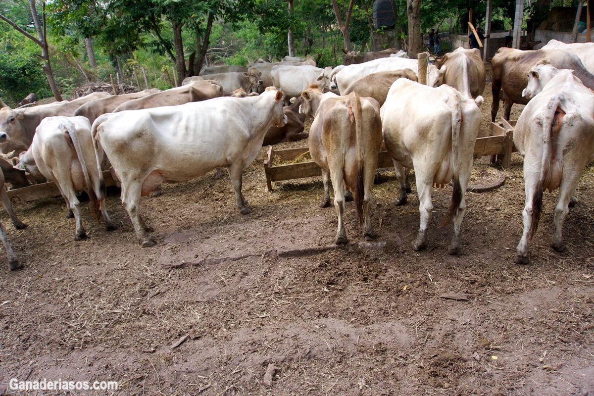 COMO REALIZAR UN MONITOREO ADECUADO EN VACAS DE PREPARTO