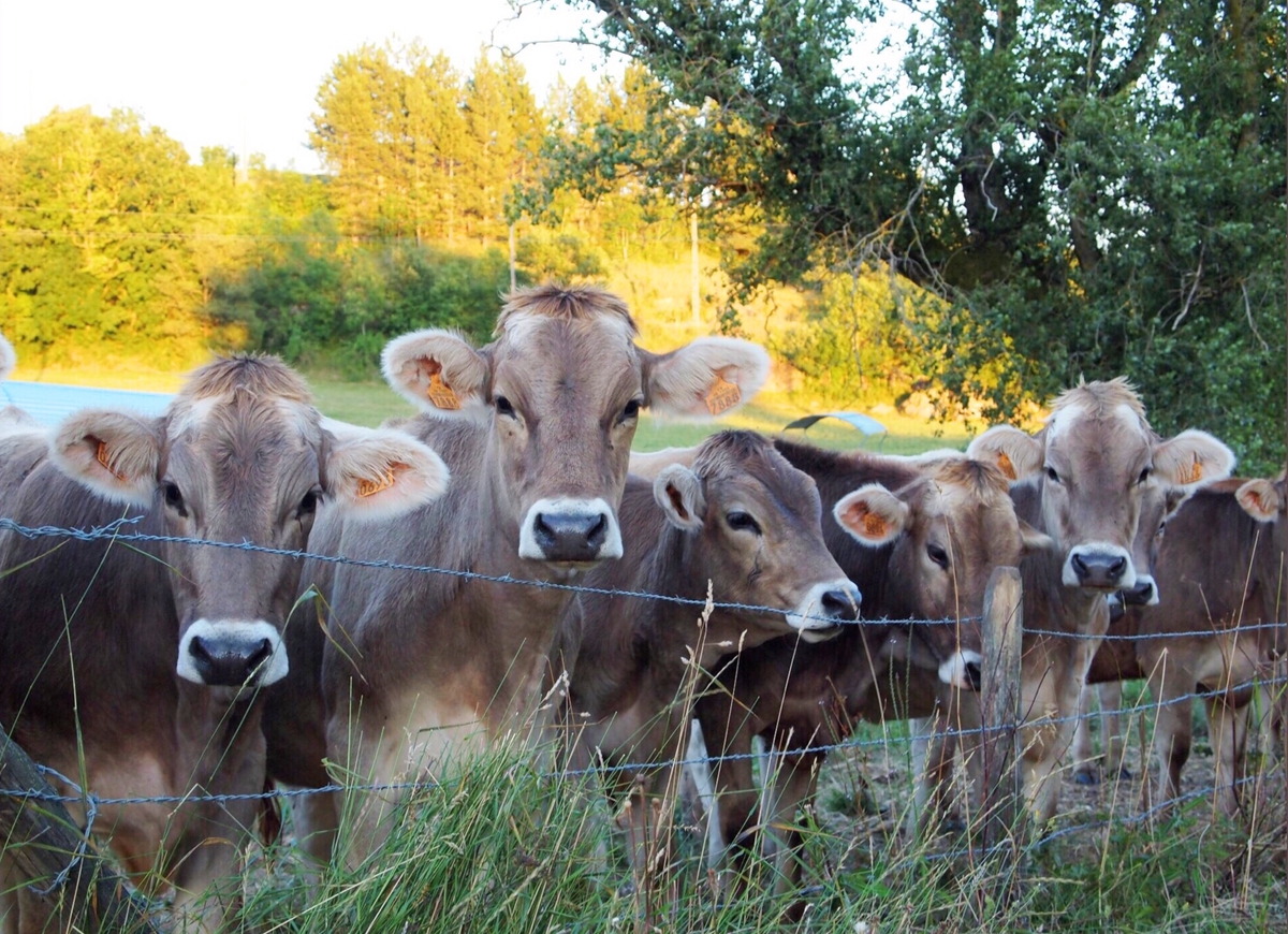 RECOMENDACIONES PARA MEJORAR LOS SÓLIDOS DE LA LECHE