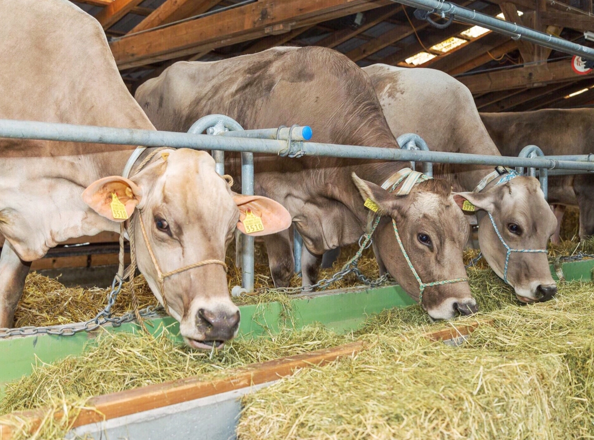 ¿POR QUÉ APOSTAR POR LAS ENZIMAS EN LA NUTRICIÓN ANIMAL?