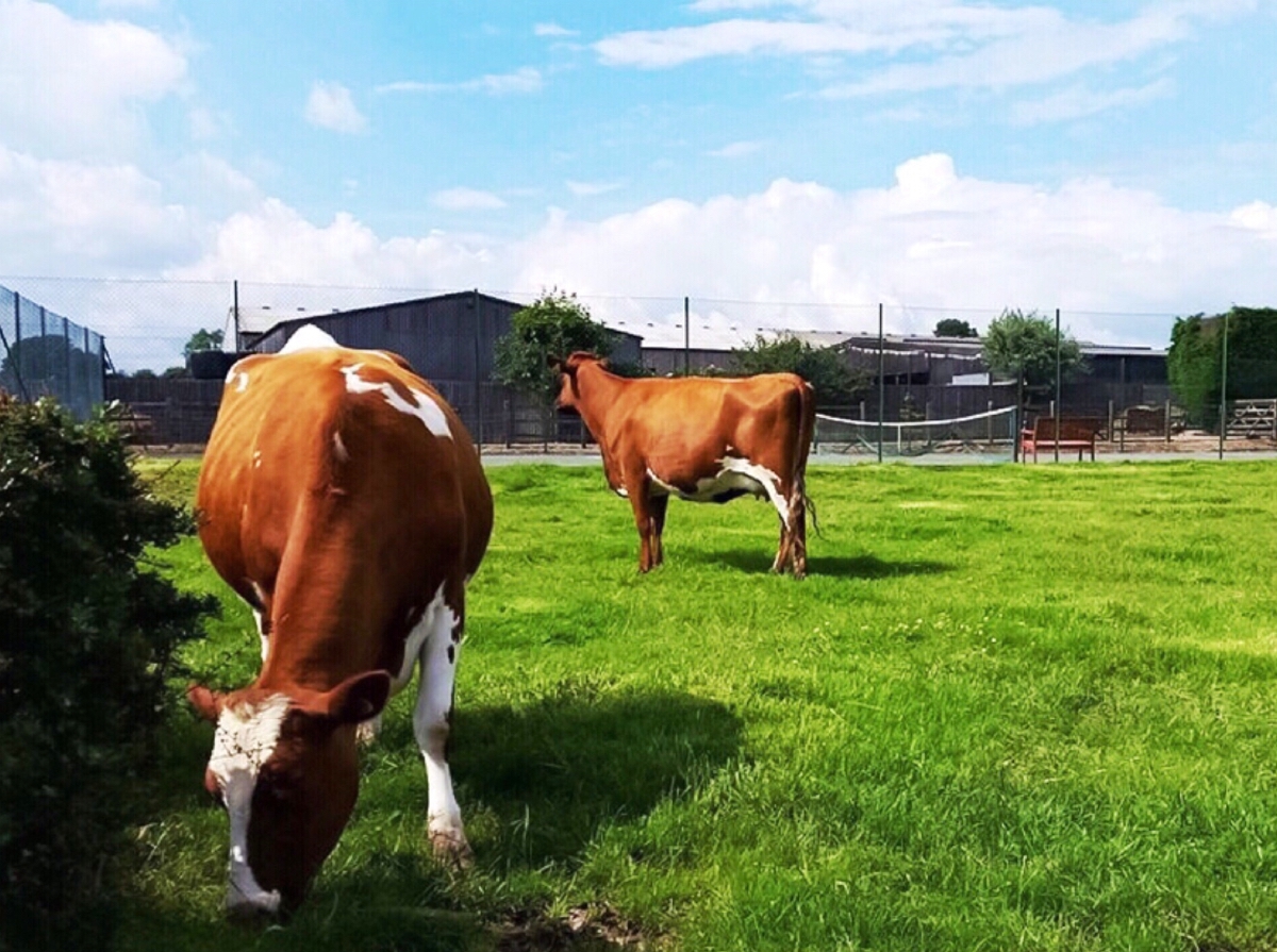 ALIMENTACION DE LA VACA SECA