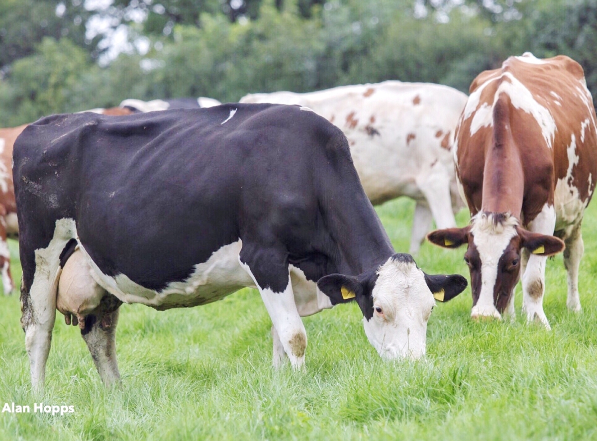 REQUERIMIENTOS DE NUTRIENTES SEGÚN ESTADO FISIOLÓGICO EN BOVINOS DE LECHE