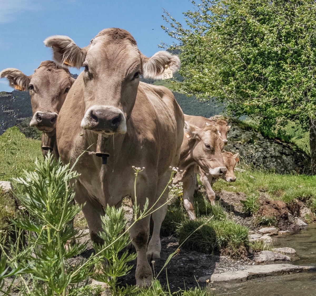 USO EFICIENTE DEL FÓSFORO EN LA ALIMENTACIÓN DE LOS RUMIANTES