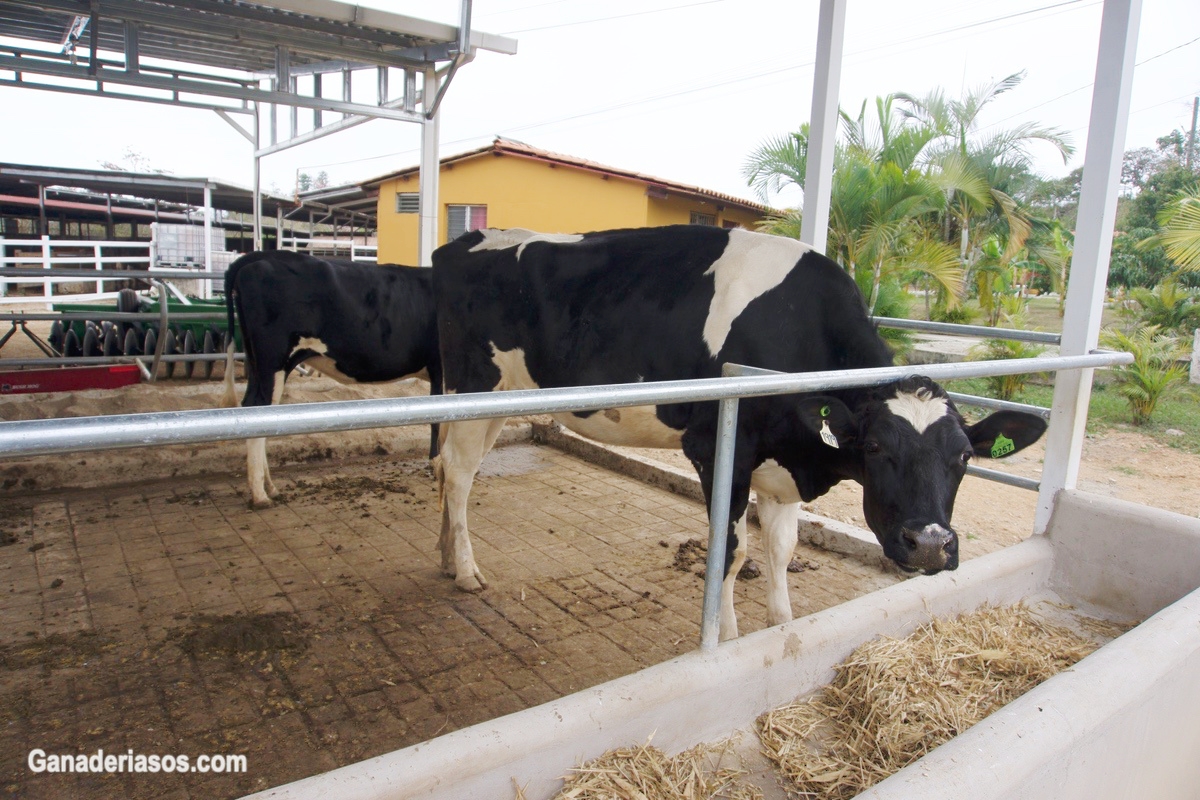 SE DEMUESTRA UNA ASOCIACIÓN NEGATIVA ENTRE EL TAMAÑO DEL UTERO Y LA FERTILIDAD EN VACAS DE LECHE