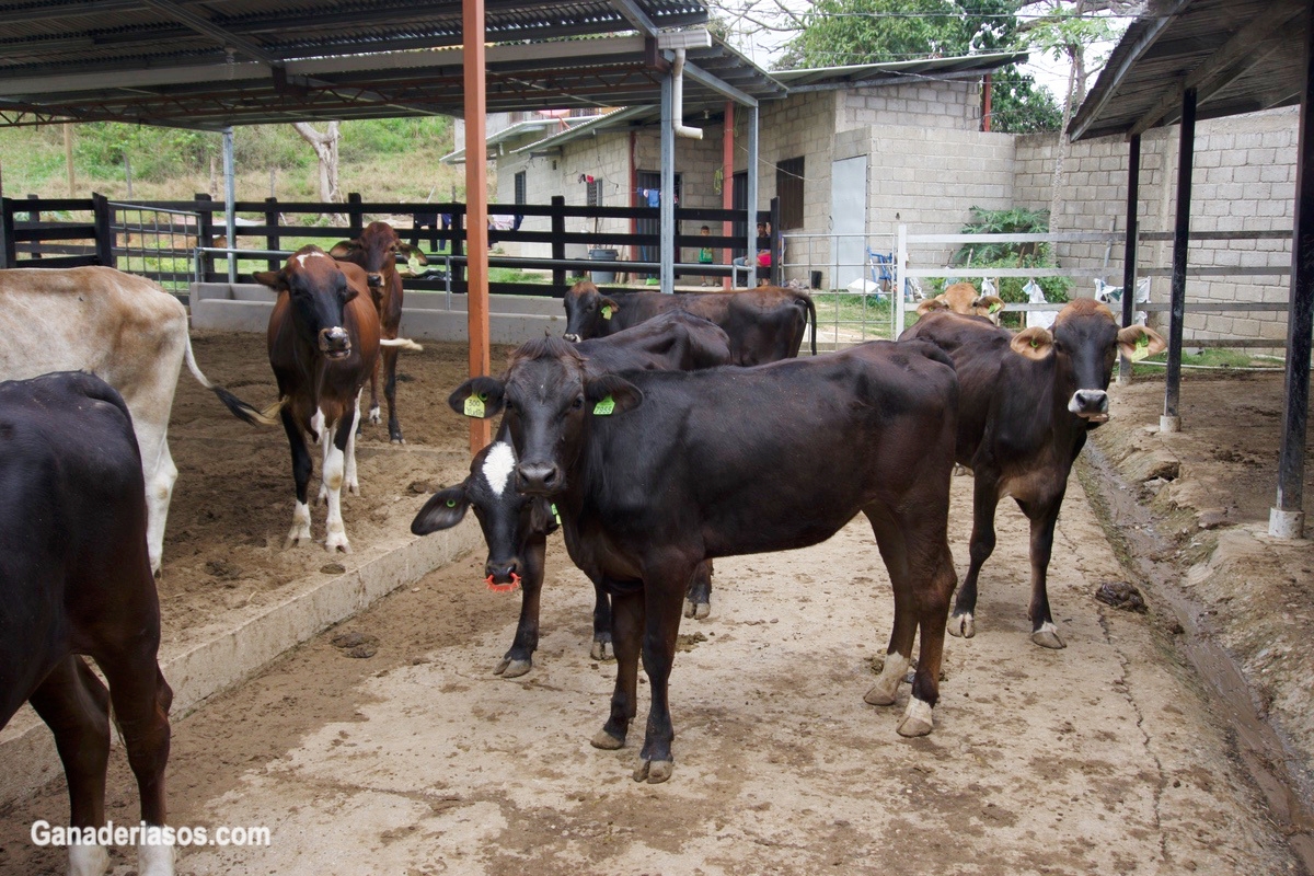 PLANIFICACION DE SALUD ANIMAL EN ESTABLECIMIENTOS LECHEROS