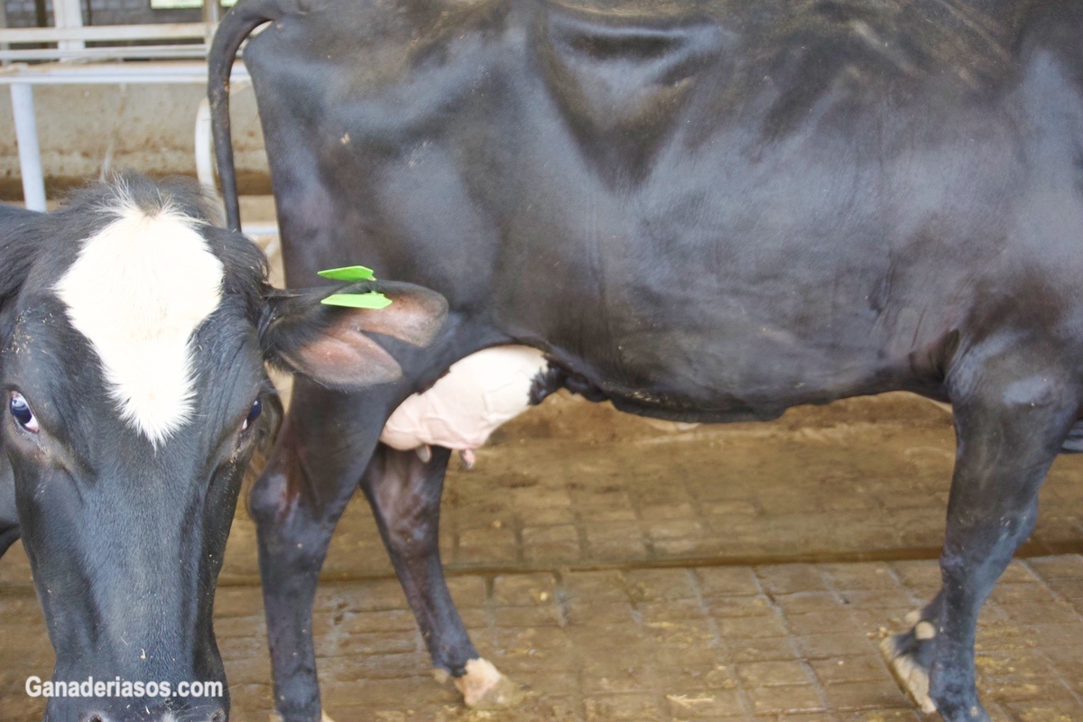 NUEVAS ESTRATEGIAS PARA MEJORAR EL SECADO DE LA VACA DE LECHE