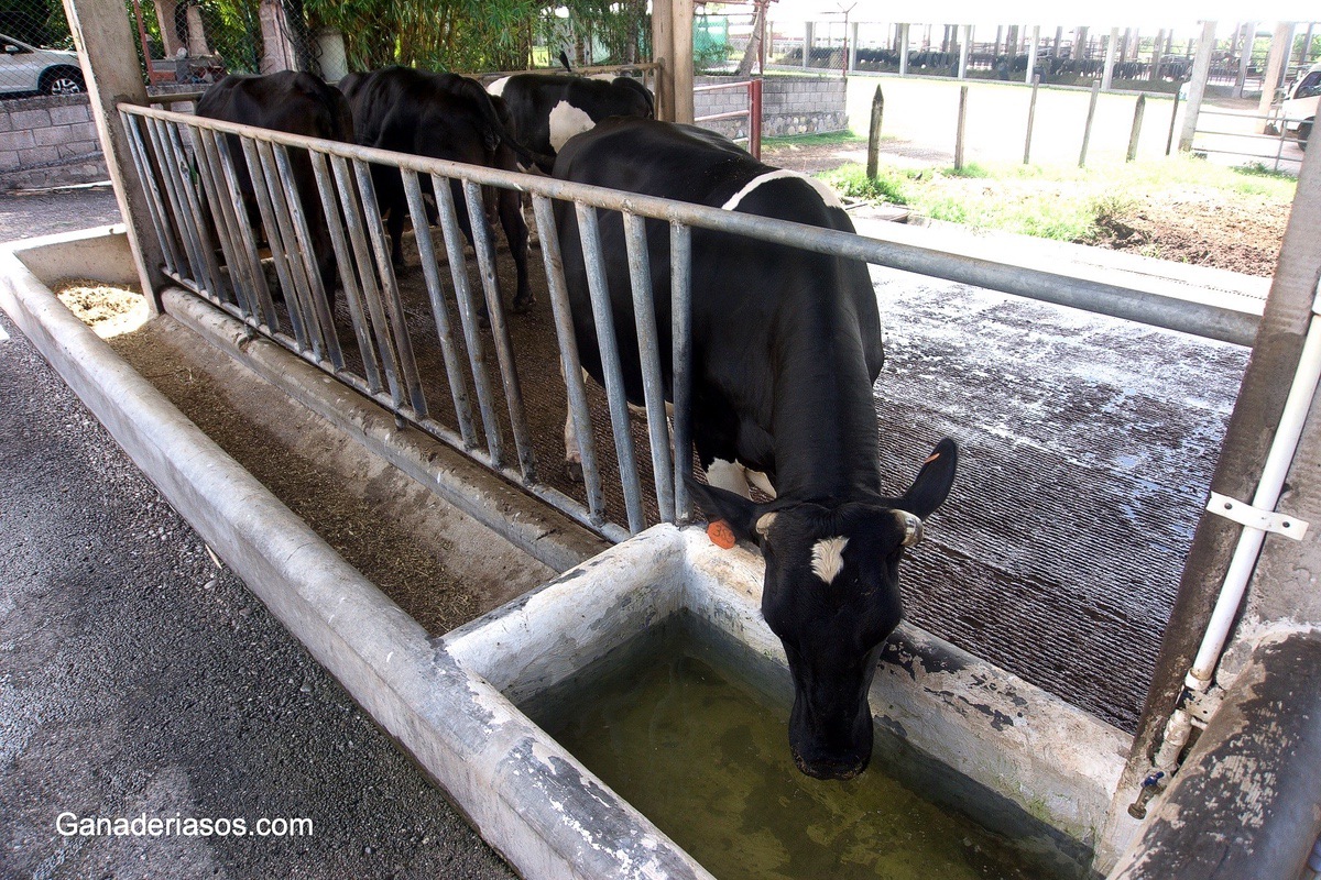 CALIDAD Y DISPONIBILIDAD DE AGUA PARA LOS BOVINOS EN PRODUCCIÓN