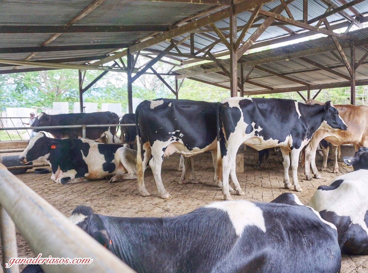 MAYOR PRODUCCIÓN, MENOR ESTRÉS: OTRA FORMA DE MIRAR EL BIENESTAR ANIMAL