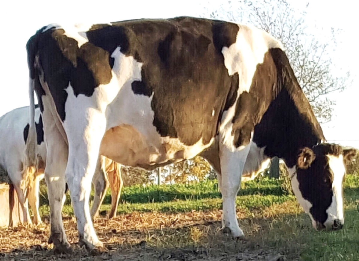 MONITOREANDO LA VACA SECA EN TRANSICIÓN