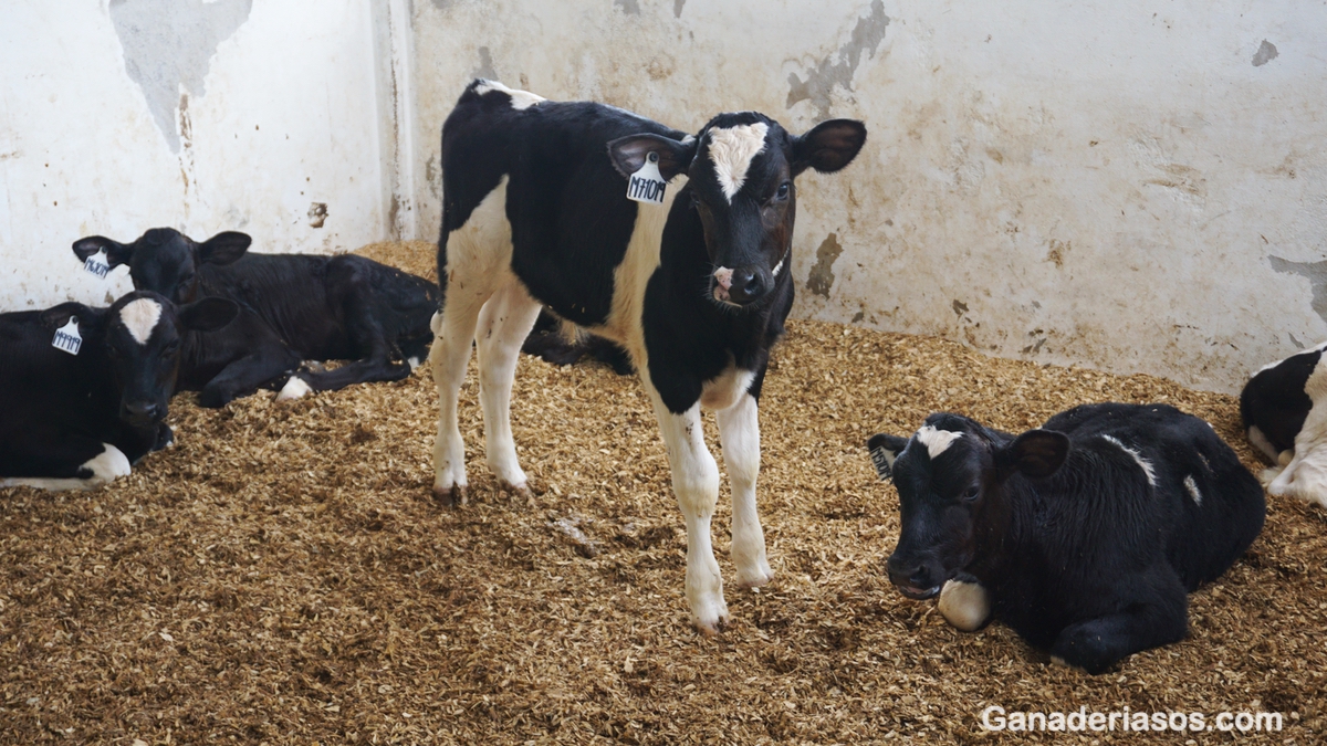 CETOSIS SUBCLÍNICA, CONCENTRACIONES DE BHB’S EN SANGRE Y LAS VITAMINAS