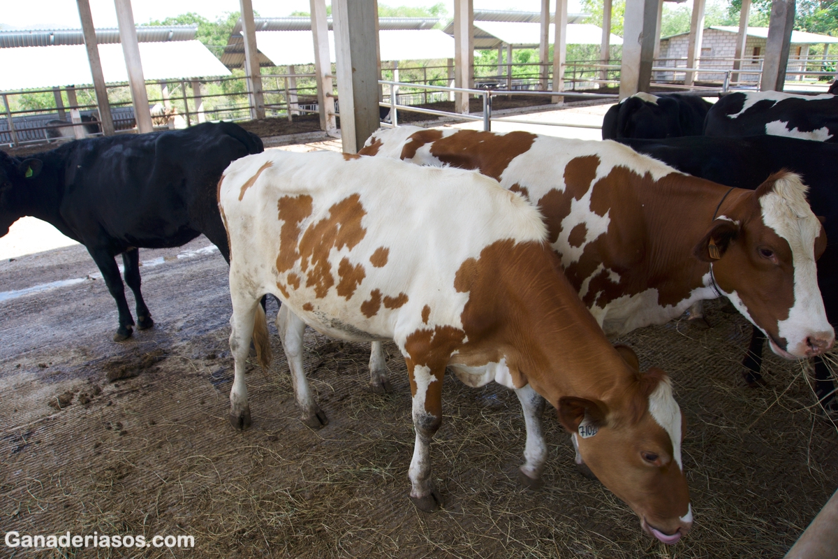 Y ESTA LA VACA REALMENTE EN CELO