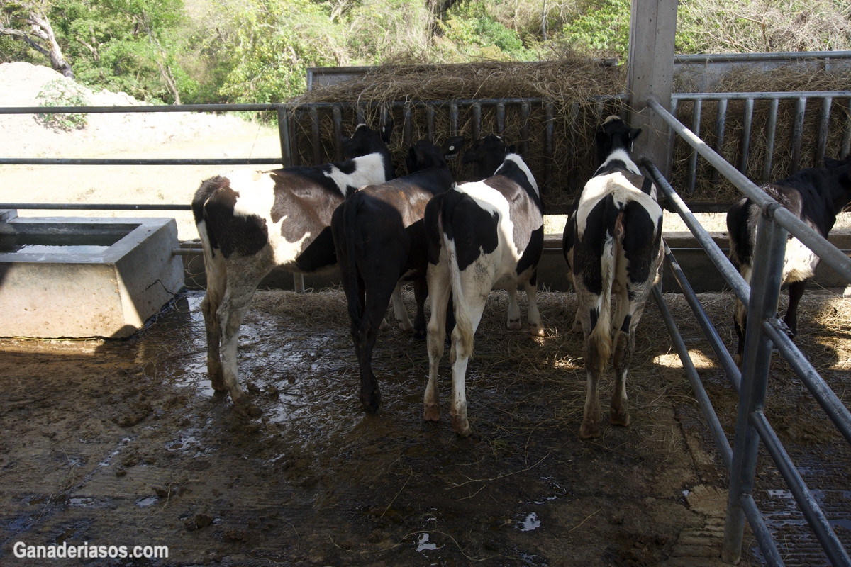 MEJORAMIENTO GENÉTICO DE GANADO DE LECHE