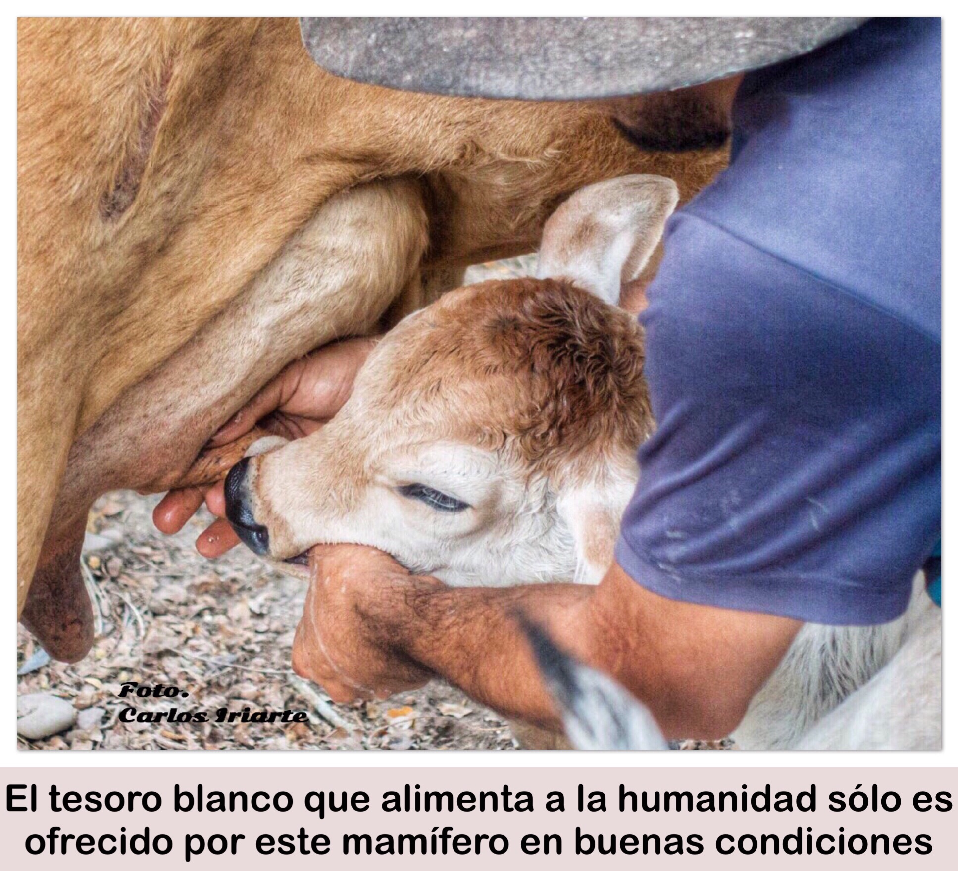 LA SOCIEDAD TIENE QUE CONOCER QUE DETRÁS DE UN LITRO DE LECHE HAY UNA PERSONA QUE TRABAJA LOS 365 DÍAS