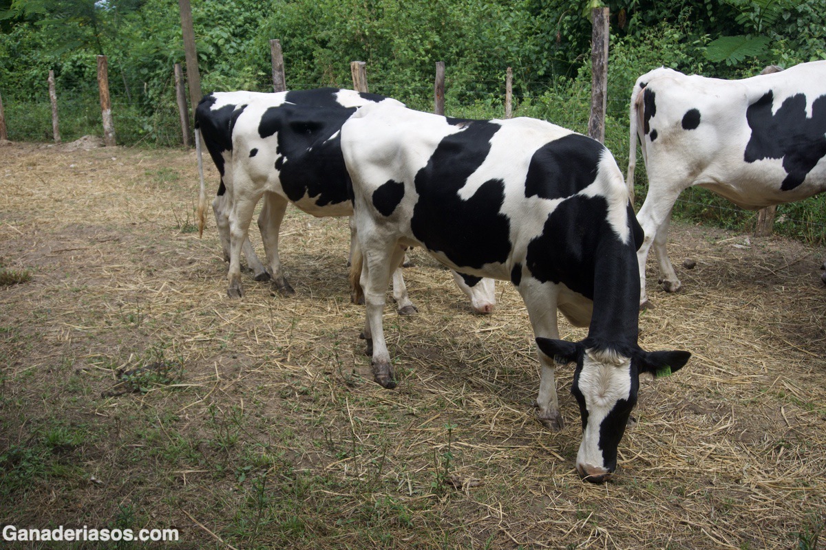 TERAPIA DE LA VACA SECA