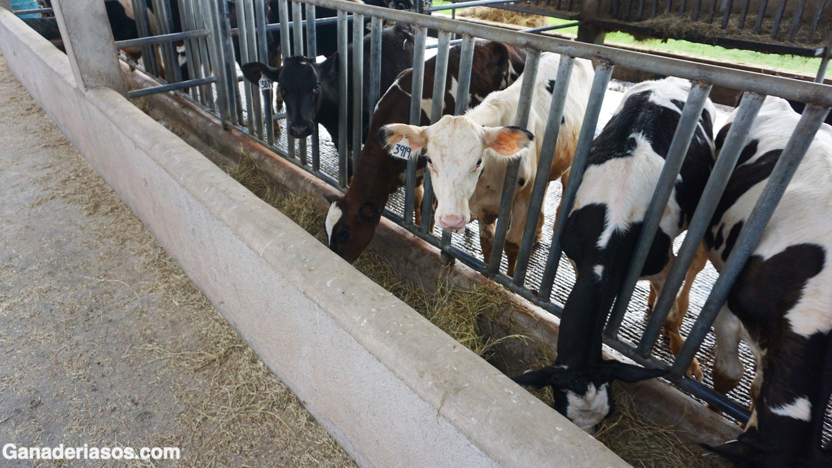 HERRAMIENTA DE EDICIÓN DE GENES PODRÍA MEJORAR EL BIENESTAR Y LA SEGURIDAD ALIMENTARIA