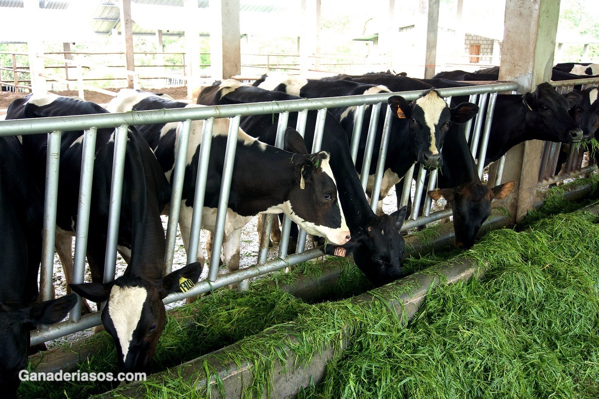 ALIMENTACIÓN DE LA VACA SECA