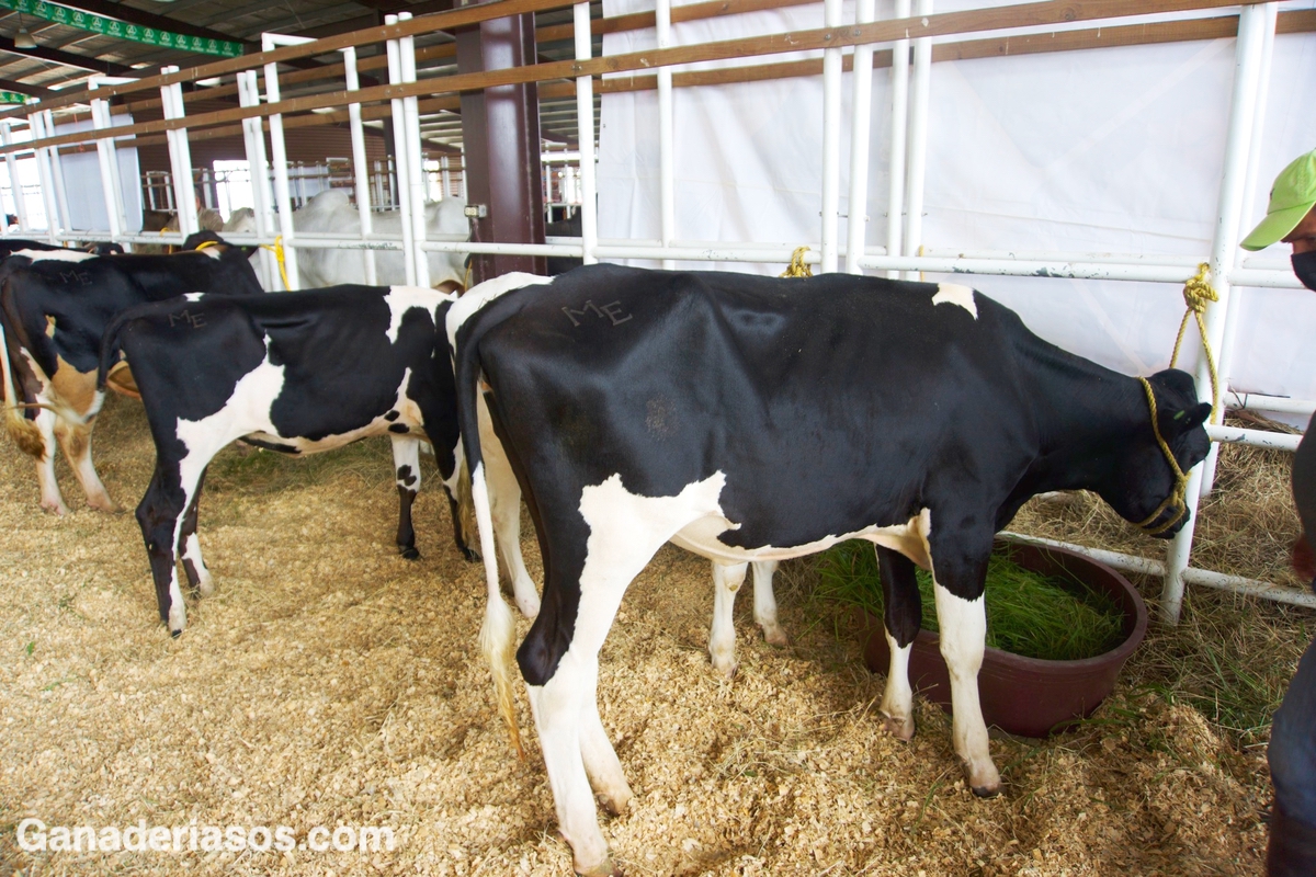 FACTORES ASOCIADOS AL MEJORAMIENTO DE LAS TASAS DE PREÑEZ EN VACAS LECHERAS EN LACTANCIA