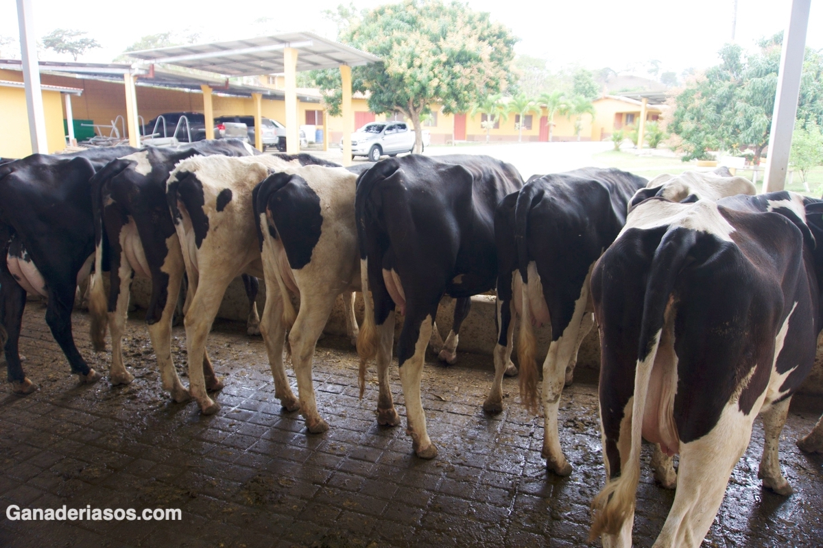 ALIMENTACION Y SÓLIDOS EN LA LECHE