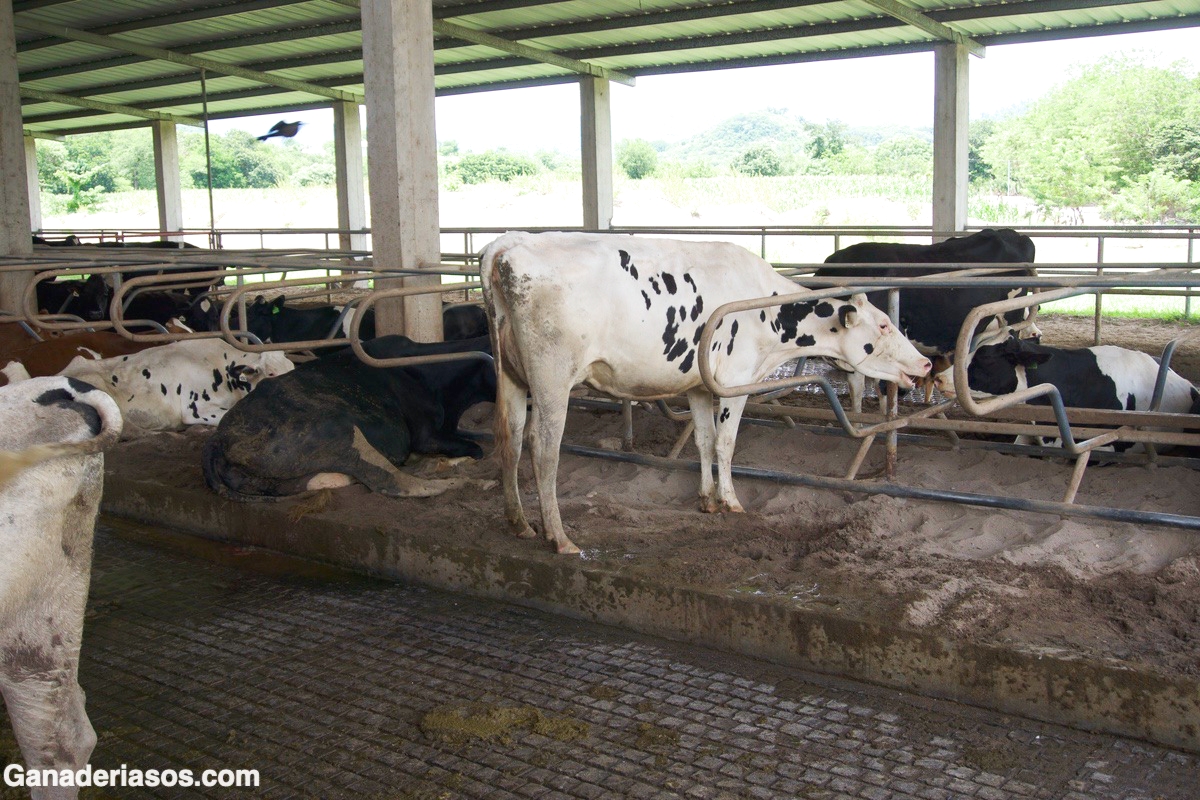 ESTRÉS CALÓRICO ¿QUÉ PODEMOS HACER? ¿DIETAS FRÍAS, MANEJO DEL AMBIENTE?