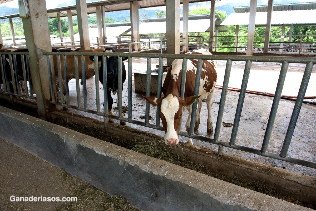 ¿DEBO DESPARASITAR MIS VACAS?