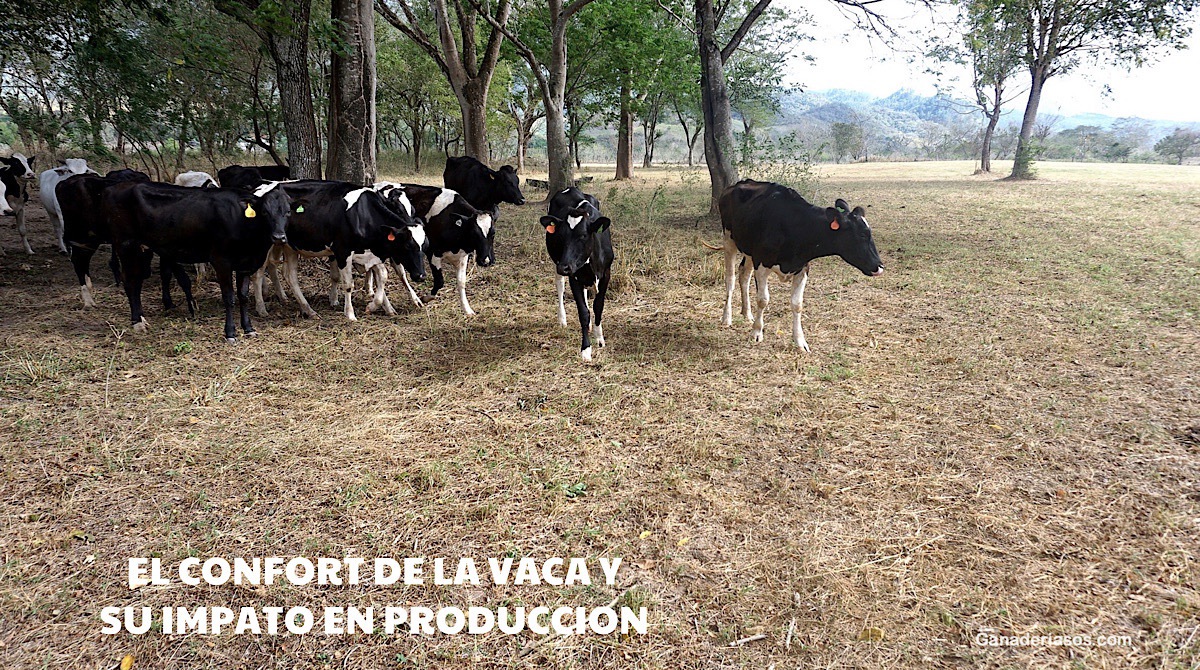 EL CONFORT DE LA VACA Y SU IMPACTO EN PRODUCCIÓN