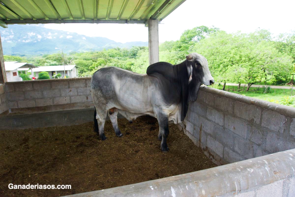 ¿ES POSIBLE ADELANTAR EL,PARTO DE NOVILLAS DE RAZAS CARNICAS A LOS 2 AÑOS CON UN BUEN MANEJO ALIMENTARIO?