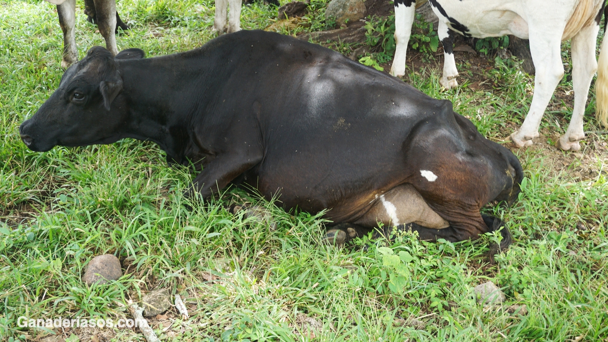 VACA EN TRANSICIÓN UN CONTRATÓ DE 45 DÍAS